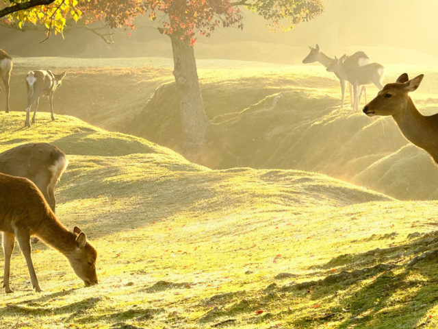 ジビエとは何か？